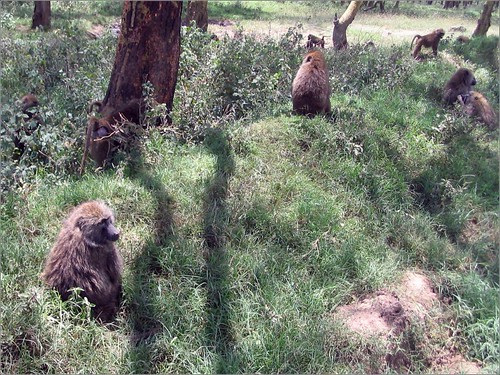 你拍攝的 20 Lake Nakuru - Olive Baboon。