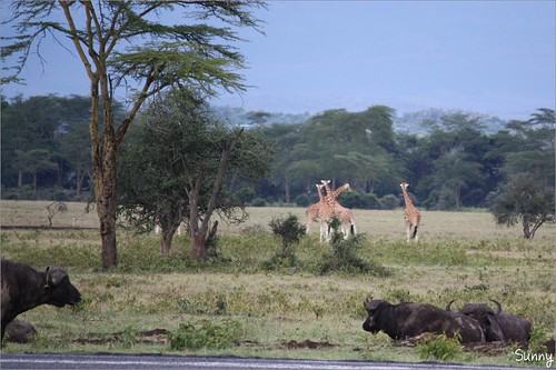 你拍攝的 56 Lake Nakuru - African Buffalo & Giraffe。