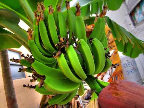 Дрво банане (аутор Aaron Escobar)