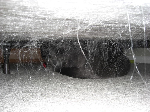 Hiding Under The Bed. Hiding+under+the+bed