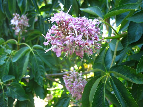 Aesculus californica 'Canyon Pink'