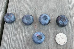 藍莓這麼大