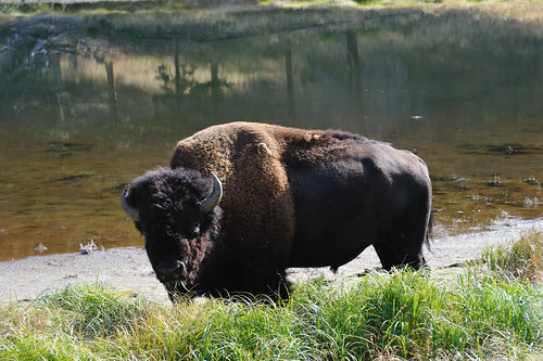 Bison, Tower Junction, Yellowstone NP