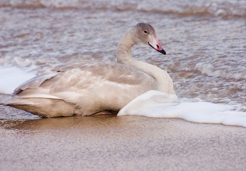 Goose on the beach (3)