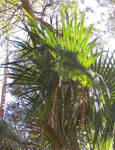 Cabbage Tree Palm leaves