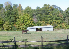 Horse 2008 10 21_2476