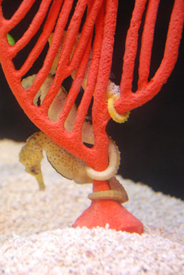 slender seahorse