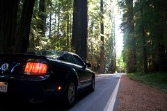 Ford Mustang in the Avenue of the Giants