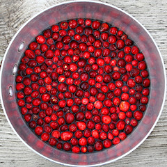 cranberry squircle