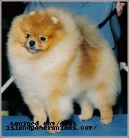 island pomeranian dog breeder picture 55 by canined.com dog pictures