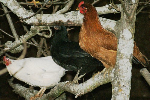 Chickens Roosting on a Tree