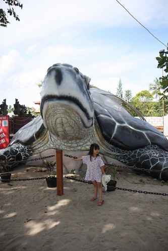 gigantic tortoise