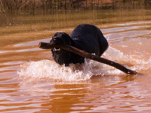 Dog with Stick in Pond