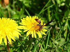 Flower & Wasp