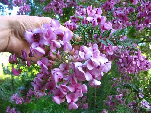Virgilia capensis
