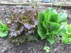 More lettuce