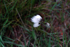 Bog cotton in the Poisoned Glen in Glenveagh National Park, county Donegal
