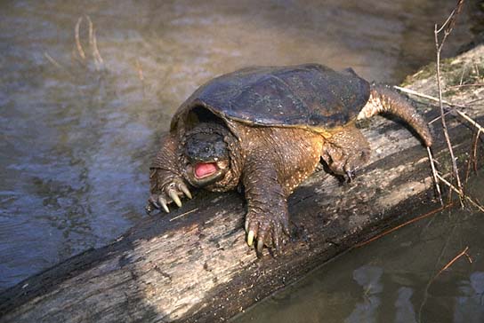 snapping turtle.jpg