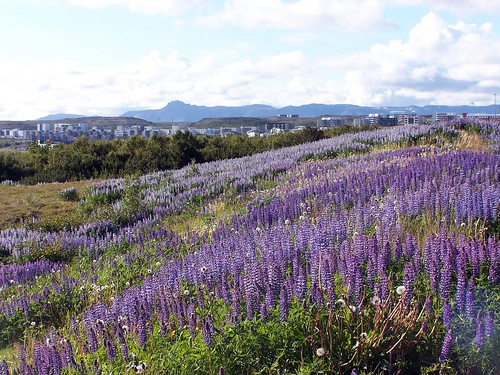 one of thousand fields of lupines