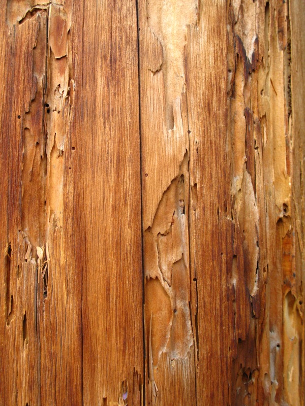wood texture images. The wooden texture from beam