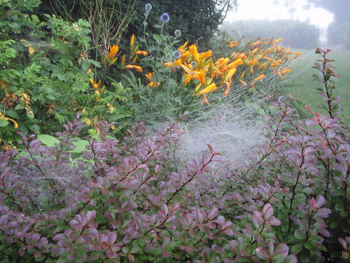 Barberry, daylillies and strange webs