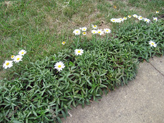 shasta daisies
