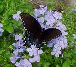 Black swallowtail on plumbago