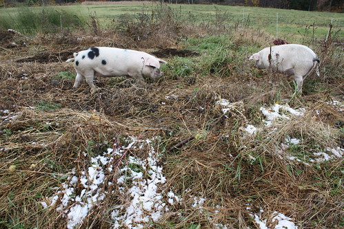 Pigs in the garden