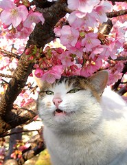 Sakura cat season is in!