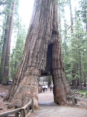 California Tunnel Tree, Mariposa Grove, Yosemite