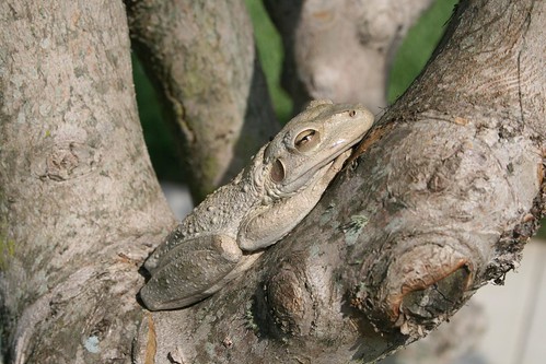 Tree frog, closer
