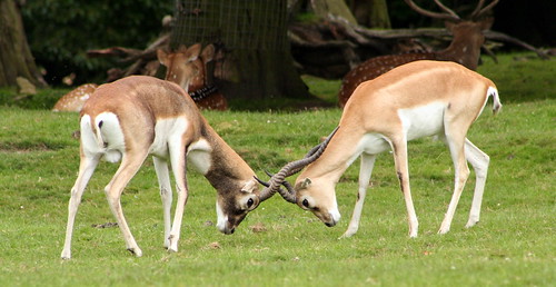 Knowsley Safari Park July 2008