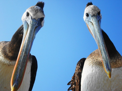 Pelicans Observing me