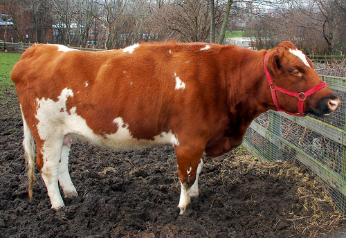 Female Cow in Mud