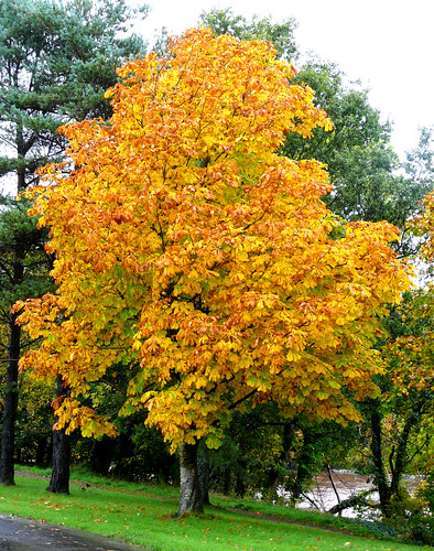 Autumn colour Auchincruive