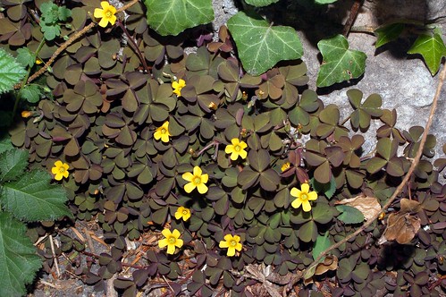Oxalis corniculata by naturgucker.de (on flickr)