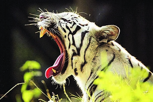 Roar of the White Tiger