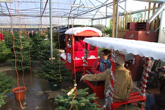 Priory Farm Christmas Tree Land #4