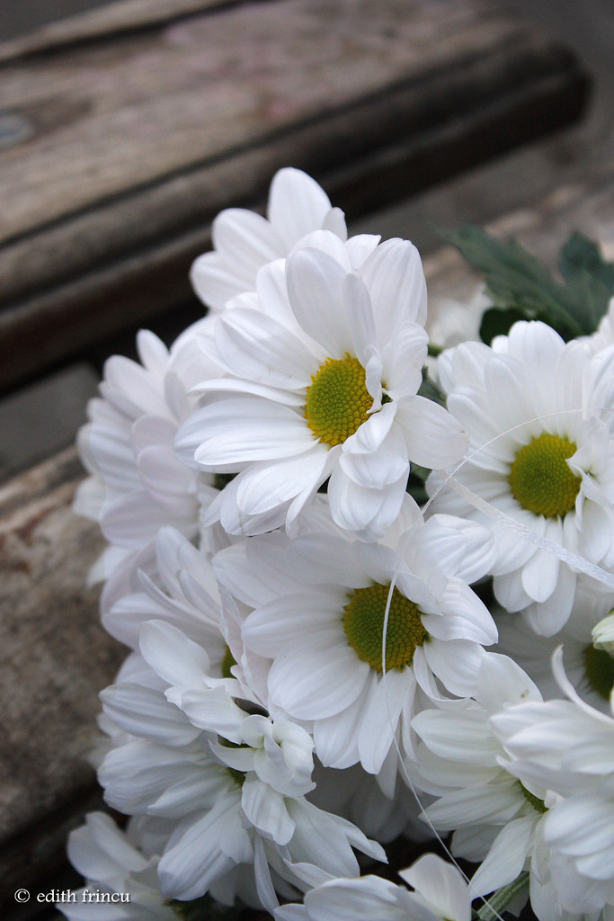 the most gorgeous white flowers