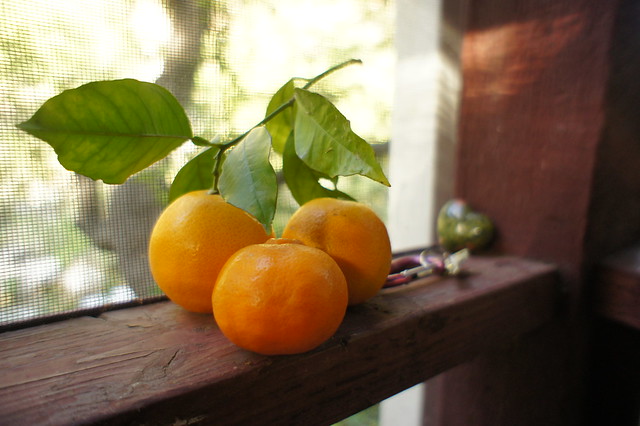 Two oranges and a pixie tangerine