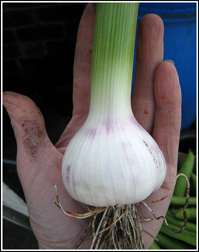 Garlic bulb copy