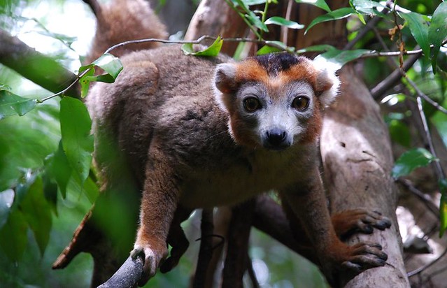 Male crowned lemur (Eulemur coronatus), Ankarana Special Reserve, Madagascar