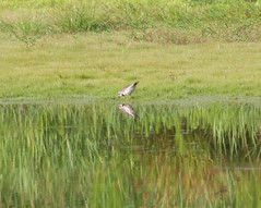 Pond Bird Two - A Kildeer