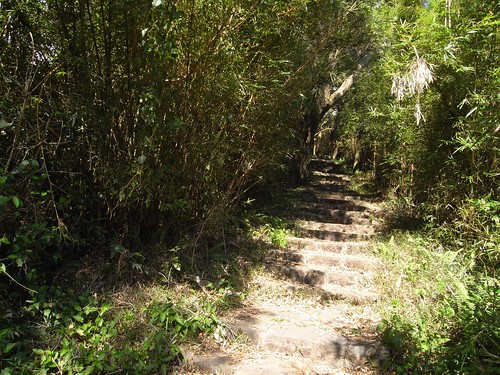 你拍攝的 11竹林步道。