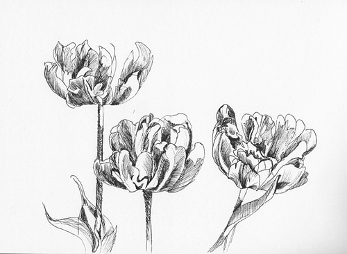 Tulips - pen sketch