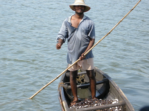 Kerala Backwater Mussel Fishing