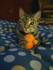 Maggie gets Orange Mouse on the tuffet