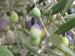 20081024 Friday Olive Tree Blogging