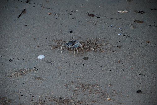 Crabby beach