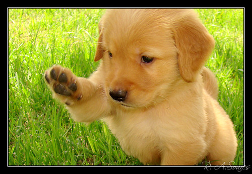 golden retriever dogs puppies. Cutest Golden Retriever Puppy